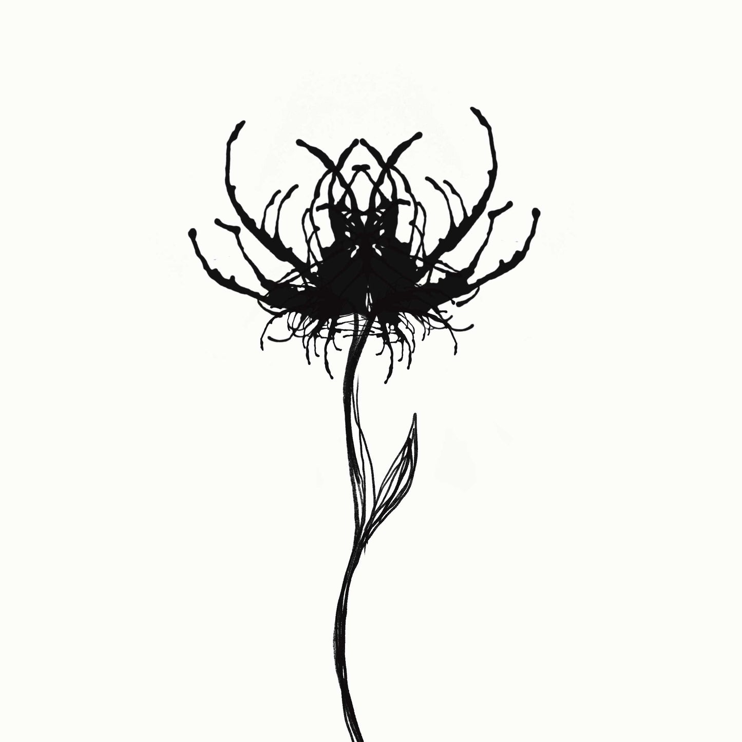 Spider Flower